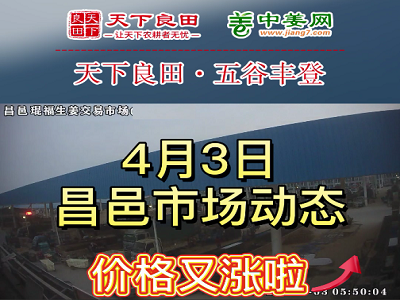 4月3日 昌邑生姜交易實況（價格又漲啦） (3777播放)