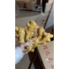 山東生姜18660989133