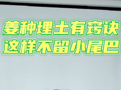 姜種埋土有竅訣這樣不留小尾巴 ()