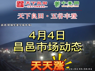 4月4日 昌邑生姜交易實況（價格漲不停） (3734播放)