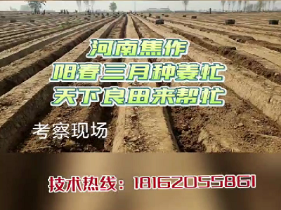 河南焦作陽春三月種姜忙天下良田來幫忙 (4188播放)
