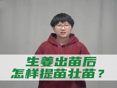 生姜出苗后怎樣提苗壯苗？ ()