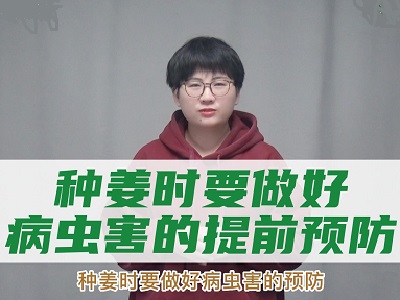 種姜時要做好病蟲害的提前預防 ()