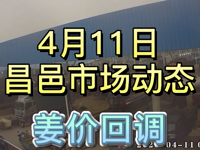 4月11日 昌邑生姜交易實況（姜價回調） (3758播放)