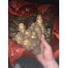 出售優質二黃姜