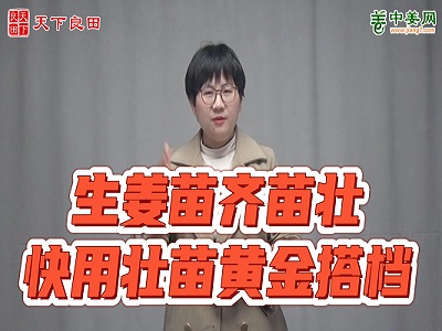生姜苗齊苗壯，快用壯苗黃金搭檔 ()