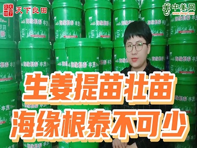 生姜提苗壯苗，海緣根泰不可少 ()