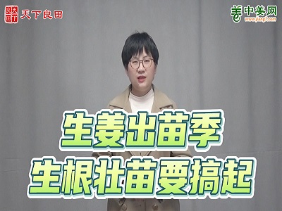 生姜出苗季 生根壯苗要搞起 ()