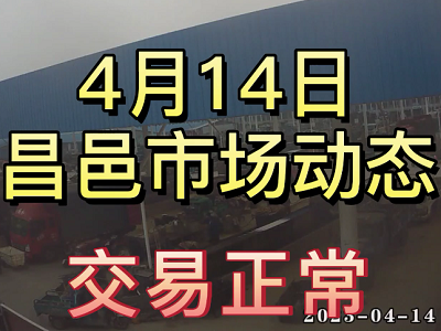 4月14日 昌邑生姜交易實況（行情平穩） (3763播放)