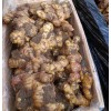 大量出售生姜