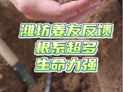 濰坊姜友反饋根系超多生命力強(qiáng) ()