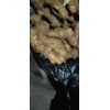 生姜庫姜大量出售