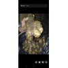 有庫姜，現(xiàn)收貨，大量供應