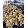 大量出售生姜18960989133