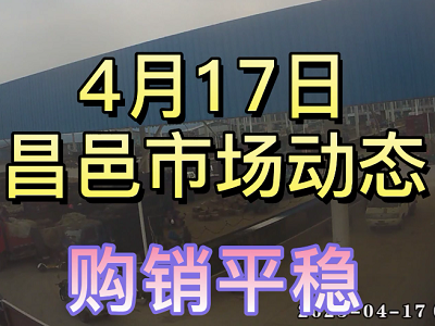 4月17日 昌邑生姜交易實況（購銷平穩(wěn)） (3884播放)