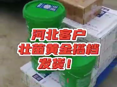 河北客戶壯苗黃金搭檔發(fā)貨 ()