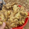 優質生姜 姜種18660989133