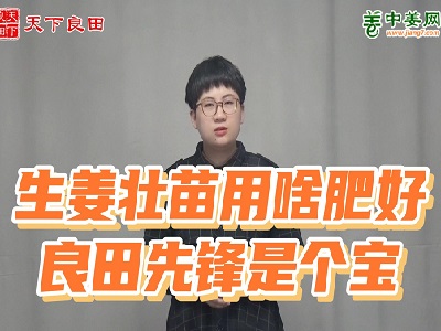 生姜壯苗用啥肥好，良田先鋒是個(gè)寶 ()