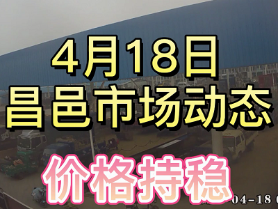 4月18日 昌邑生姜交易實況（價格持穩） (3822播放)