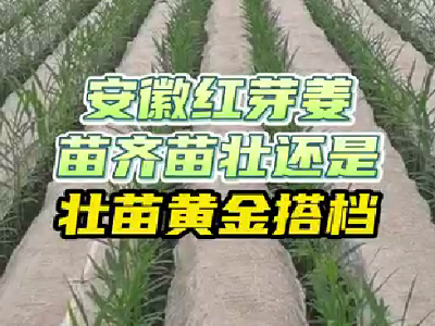 安徽紅芽姜--苗齊苗壯還是壯苗黃金搭檔 (3842播放)