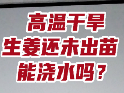 高溫干旱，生姜還未出苗 ，能澆水嗎？ ()