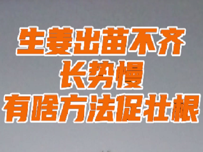 生姜出苗不齊長勢慢有啥方法促壯根 ()