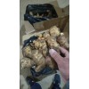生姜產地購銷13176070878