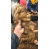 優(yōu)質(zhì)生姜18660989133
