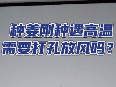 種姜剛種遇高溫，需要打孔放風嗎？ ()