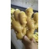 大黃姜