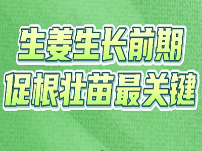 生姜生長前期，促根壯苗最關鍵！ ()