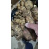 生姜購(gòu)銷庫(kù)姜大量現(xiàn)貨
