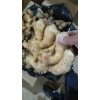 生姜購(gòu)銷水洗大姜