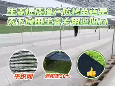 生姜提質增產防烤苗，還是天下良田生姜專用遮陽網 ()