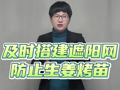 及時搭建遮陽網，防止生姜烤苗 ()