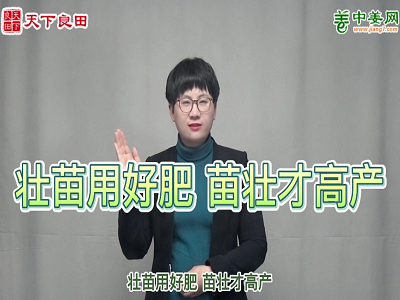 壯苗用好肥 苗壯才高產 ()