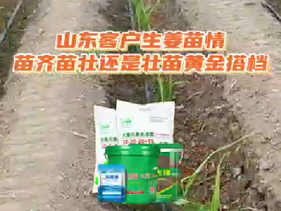 山東客戶生姜苗情 (3839播放)