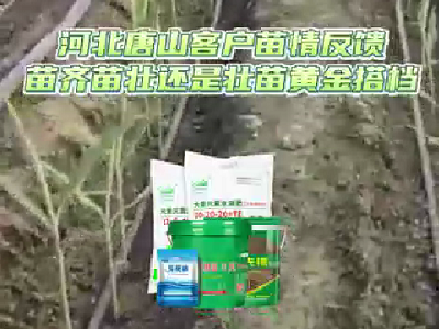 河北唐山客戶苗情反饋 (3836播放)
