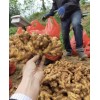 15166181788出口貿(mào)易市場批發(fā)