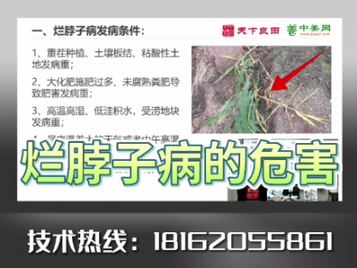 爛脖子病的危害！ ()