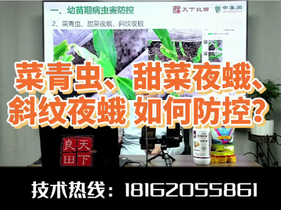菜青蟲、甜菜夜蛾、斜紋夜蛾如何防控？ ()