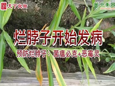 爛脖子開始發病 ()