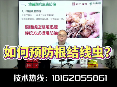 如何預(yù)防生姜根結(jié)線蟲？ ()