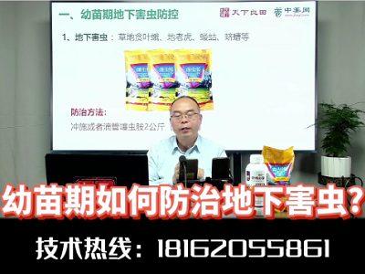 幼苗期如何防控地下害蟲？ (3956播放)