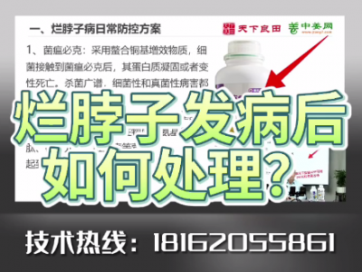 爛脖子發(fā)病后如何處理？ ()