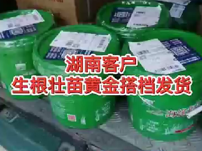 湖南客戶生根社苗黃金搭檔發貨 (3917播放)