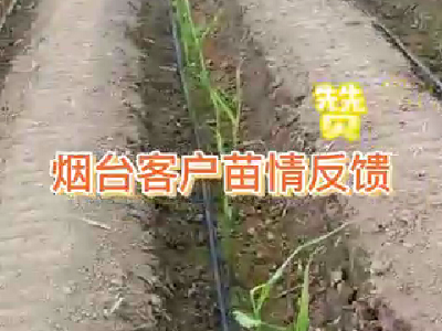 煙臺客戶苗情反饋 ()