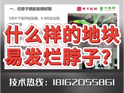 什么樣的地塊易發爛脖子病？ (3927播放)
