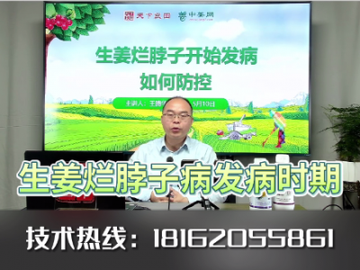 生姜爛脖子病的發(fā)病時期 ()