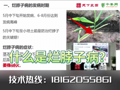 什么是爛脖子病？ ()